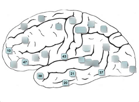 Neuro Unit 1 Brodmann Areas Diagram Quizlet