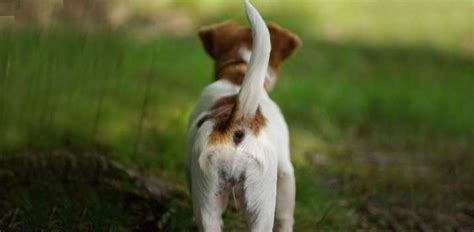 — bloomberg crypto (@crypto) may 14, 2021. A Dogs Tail Can Tell You a Lot: Here are 13 Positions and ...