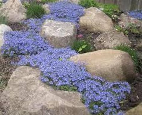 Creeping Blue Speedwell Seeds Veronica Repens Fairy Garden Etsy