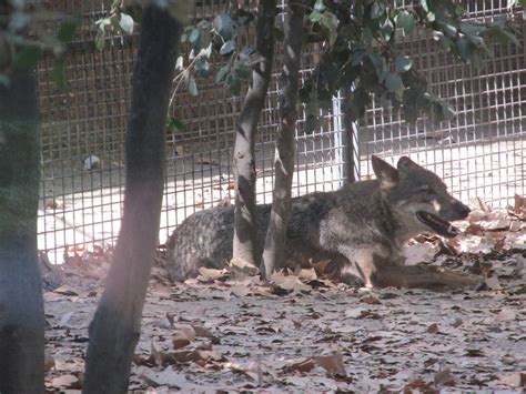 Iberian Wolf Barcelona Zoo Zoochat
