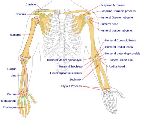 Filehuman Arm Bones Diagramsvg Wikimedia Commons
