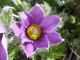 Photos of Pasque Flower Tundra