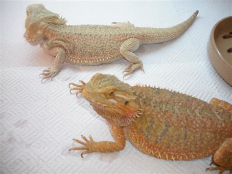 E Midlands Adult Female Italian Red And Pure Hypo Bearded