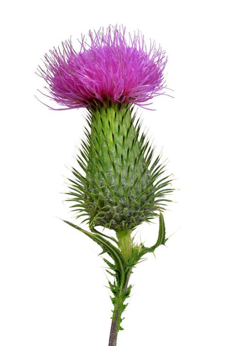 Thistle Flowers Stock Photo Image Of Scent Floral Bloom 45933268