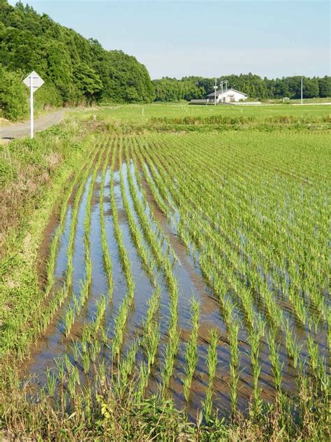 Rice Fields In Japan Stock Image Image Of Japanese 157803431