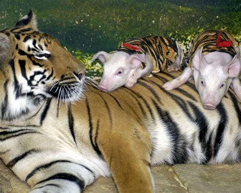 4 Unusual Animal Friendships Why Cant We All Just Get Along