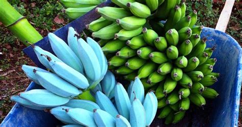 Maybe you would like to learn more about one of these? Blue Java Bananas That Taste Just Like Vanilla Ice Cream