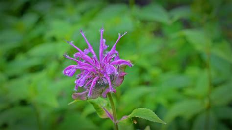 Free Images Nature Blossom Meadow Flower Purple Bloom Green