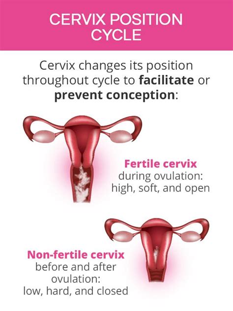 How To Check Cervix Position Elementchampionship Jeffcoocctax
