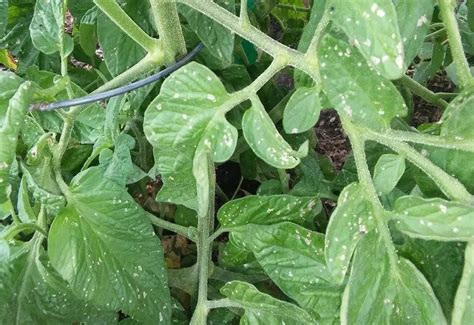 Why White Spots On Tomato Leaves Treat And Get Rid