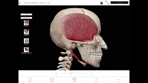 Learnvisible Body Mandible Protraction And Retraction Youtube