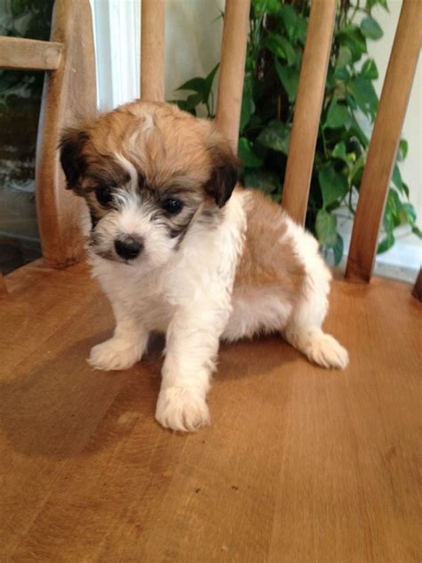 Unreal Jack Russell Cross Breeds You Have To See To Believe