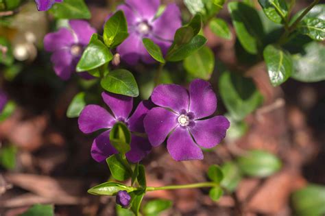 Vinca Minor Periwinkle Plant Care And Growing Guide