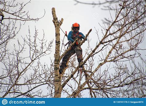 Industrial Climber Cuts Branches High In A Tree Stock Photo Image Of
