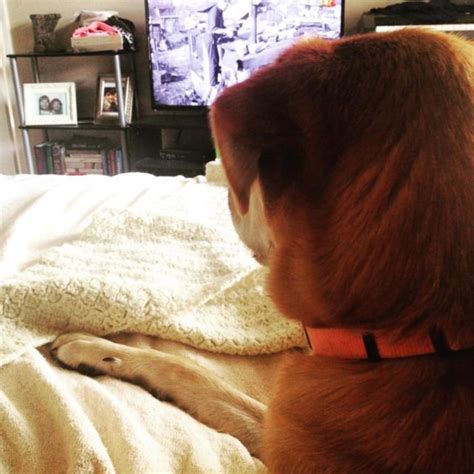 Why Do Some Dogs Watch Tv Pets Are So Happy With Friends