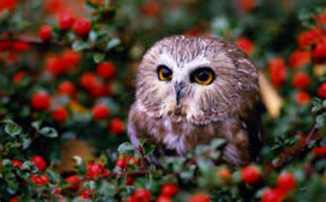 Hal ini dikarenakan etnosentrisme … KUMPULAN GAMBAR FLORA FAUNA Foto Binatang Tumbuhan Flora dan Fauna - Gambar Animasi Lucu dan Unik