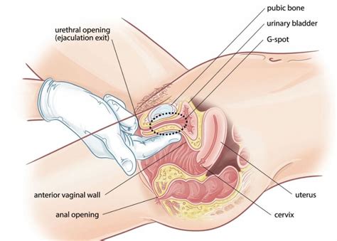 Vagina During Orgasm Telegraph