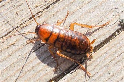 Creepy Cockroaches In Palmetto Florida