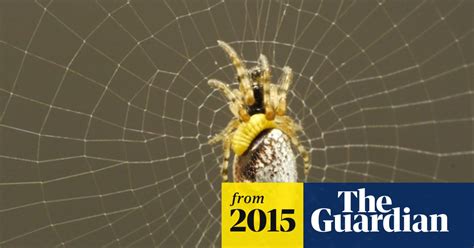 Wasp Masters Turn Enslaved Spiders Into Zombies To Build Their Nests