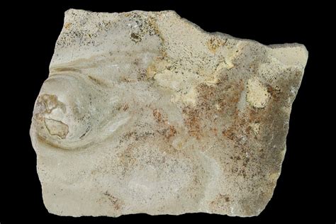 Fossil Oyster Inocerasmus Shell Section With Pearl Kansas 152251