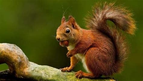 ✓ descarga las mejores imágenes de animales de alta calidad para usar en tus proyectos o como. 20 Animales Omnívoros 【Los Más Conocidos】