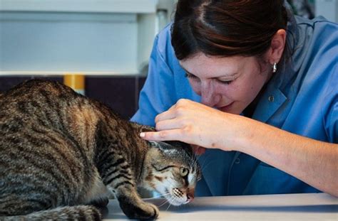 Cats Skin Diseases That Need Special Attention A2z Pets Info