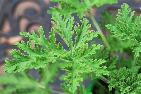 Does Citronella Plants Repel Mosquitoes Dw