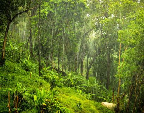Monsoon Stock Photo Image Of Rains Hill Tropical Phuket 46261556