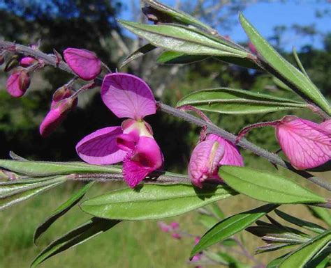 Flora Of Mozambique Species Information Individual Images Polygala