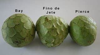 A subtropical tree, annona cherimola, native to mountainous areas of south america. Cherimoya review: Bays, Pierce and Fino de Jete | Marin ...