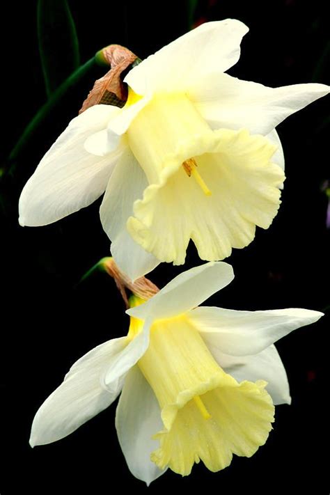 Daffodil Friendship By Rosanne Jordan Daffodils Beautiful Flowers