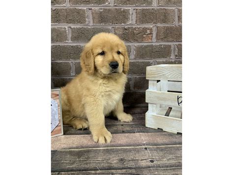 The cost to buy a golden retriever varies greatly and depends on many factors such as the breeders' location, reputation, litter size, lineage of the puppy, breed popularity (supply and demand), training, socialization efforts, breed lines and much. Golden Retriever-DOG-Female-Red-2756049-Petland Knoxville