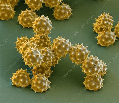 Yellow Chamomile Pollen Grains Sem Stock Image C0162585 Science