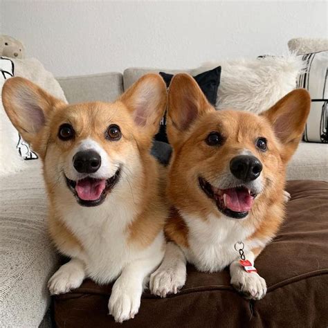 Two Brown And White Dogs Sitting On Top Of A Couch Next To Eachother