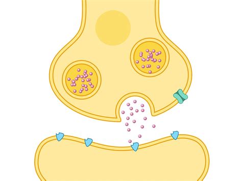 Sinapsis Qué Es Partes Y Componentes Con Dibujo Enciclopedia