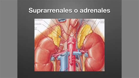 Glándulas Suprarrenales Anatomía Y Fisiología Básica Diapositivas De