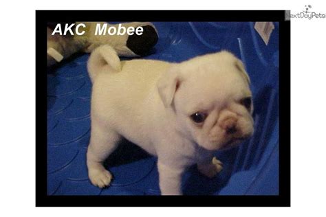 Affenpinscher puppy and puppies for sale adorable , akc registered. Pug puppy for sale near Fayetteville, Arkansas | d27d8059 ...