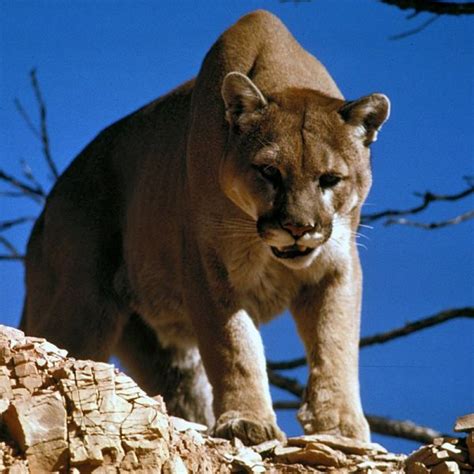 Cougar Facts Diet Habitat And Pictures On Animaliabio