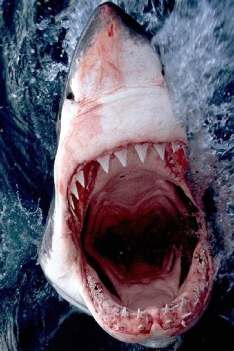 Pin By Chelsea Knopp On Great White Shark Shark Mouth Shark Shark