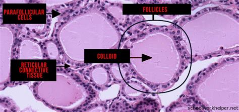 Thyroid Gland Slide Labelled Histology Schoolworkhelper