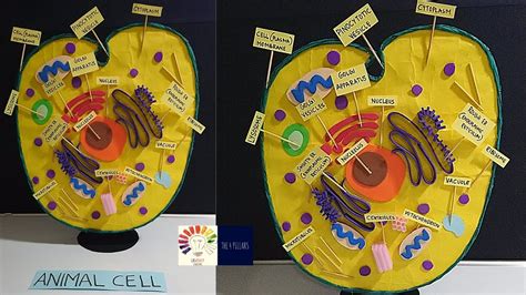 Animal Cell 3d Model School Project Model Animal Cell Project