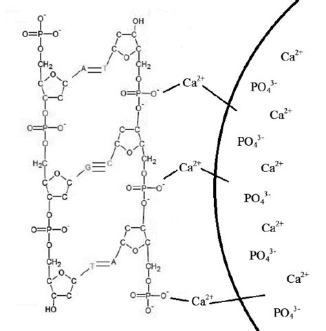 Dna is also known as deoxyribonucleic acid. Binding of phosphate backbone of DNA to the CaP particle ...