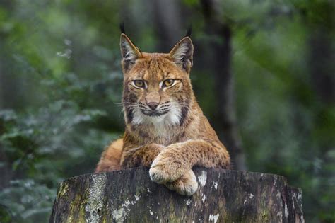 Wallpaper Lynx Glance Animal Predator Big Cat Hd Widescreen