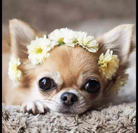 Us Seller X Cm Small Beginners Chihuahua Puppy Diamond Etsy