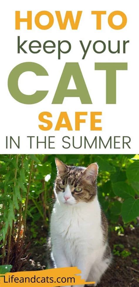 Keep Your Cat Cool In The Heat Tips To Keep Your Cat Safe From Bugs