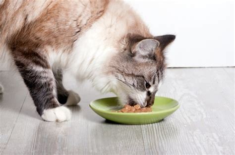 Ada banyak jenis vitamin kucing berdasarkan tujuan pemakaiannya, seperti untuk menggemukkan badan, memperindah bulu, dan penambah nafsu makan. Tips Memilih Vitamin Untuk Bulu Kucing Yang Bagus