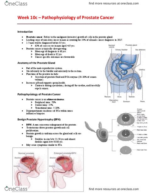 EHR Lecture Notes Spring Lecture Prostate Cancer Prostate Male Reproductive System