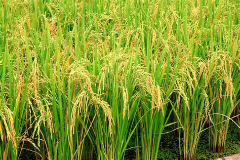 Rice Plant Stock Photo Image Of Food Leaves Asian 24412080