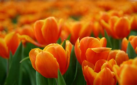 Free Photo Orange Tulips Beautiful Resource Nature Free Download Jooinn