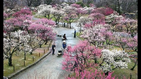 Ume Japanese Flowering Plum Trees Youtube